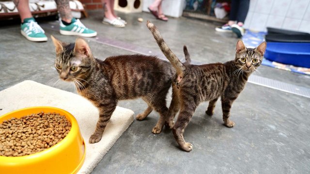 Miłość na cztery łapy. Walentynkowa zbiórka dla bezdomnych psów i kotów z Łodzi [SZCZEGÓŁY]