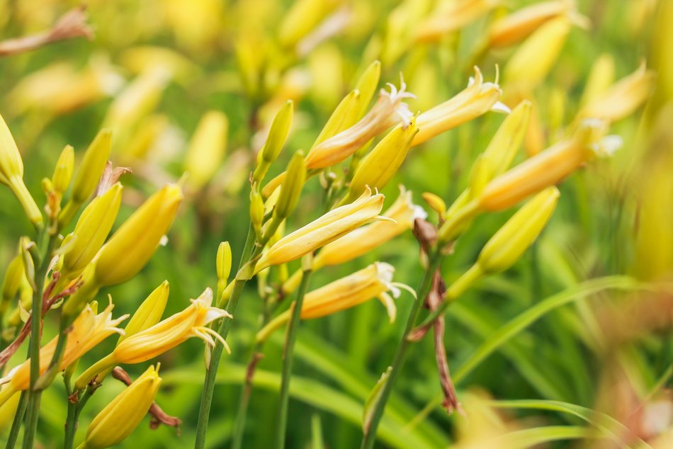 Łódź. Liliowce zachwycają w Ogrodzie Botanicznym w Łodzi. Widok zapierający dech!