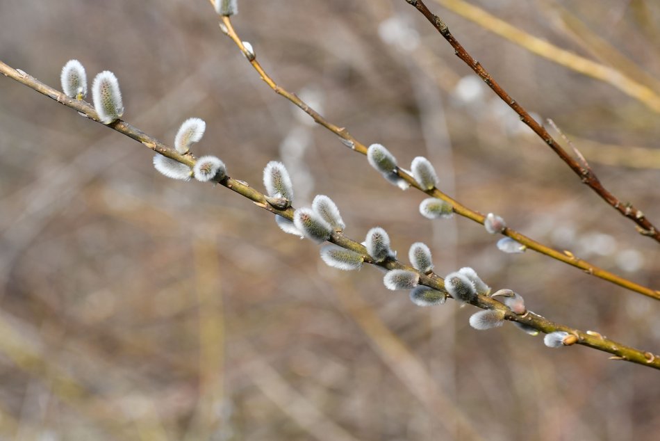Łódź. Ogród Botaniczny w Łodzi gotowy na wiosenny sezon spacerowy. Kiedy otwarcie?