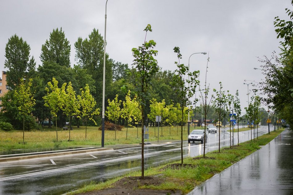 Łódź. Wymiana drzew przy Popiełuszki w Łodzi. Na koszt wykonawcy! 