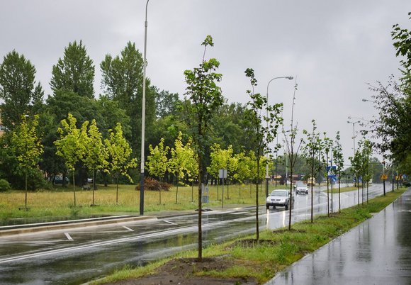 Łódź. Wymiana drzew przy Popiełuszki w Łodzi. Na koszt wykonawcy! 