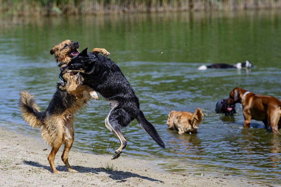Łódź. Psiejski spacer na Uroczysku Lublinek w Łodzi. Kolejna odsłona wyjątkowej inicjatywy
