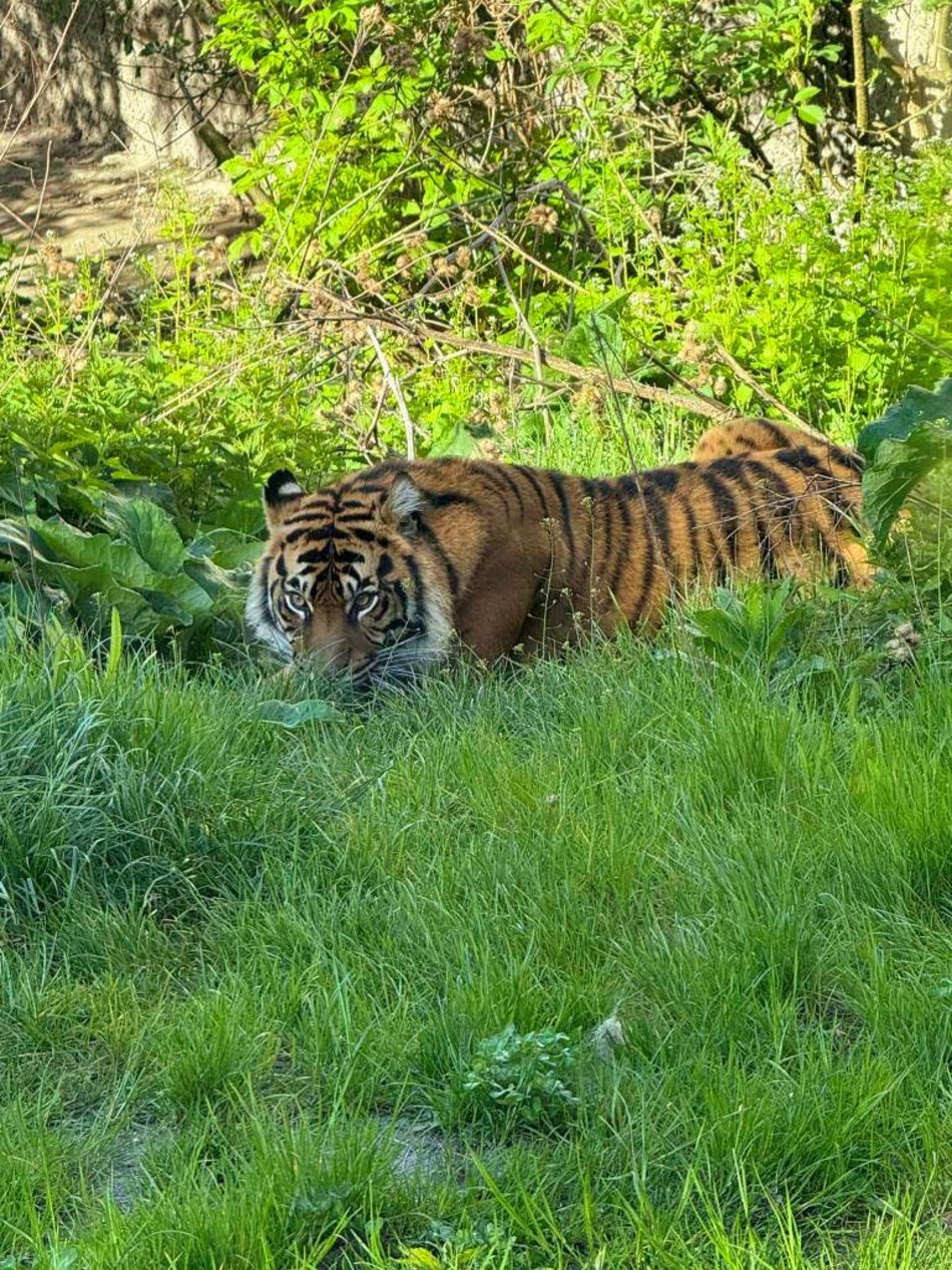 Łódź. Wielki dzień w Orientarium Zoo Łódź. Tygrysy sumatrzańskie zamieszkały w ogrodzie