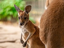 Nowe zwierzaki w Orientarium Zoo Łódź! Witamy kangury i wyderki orientalne