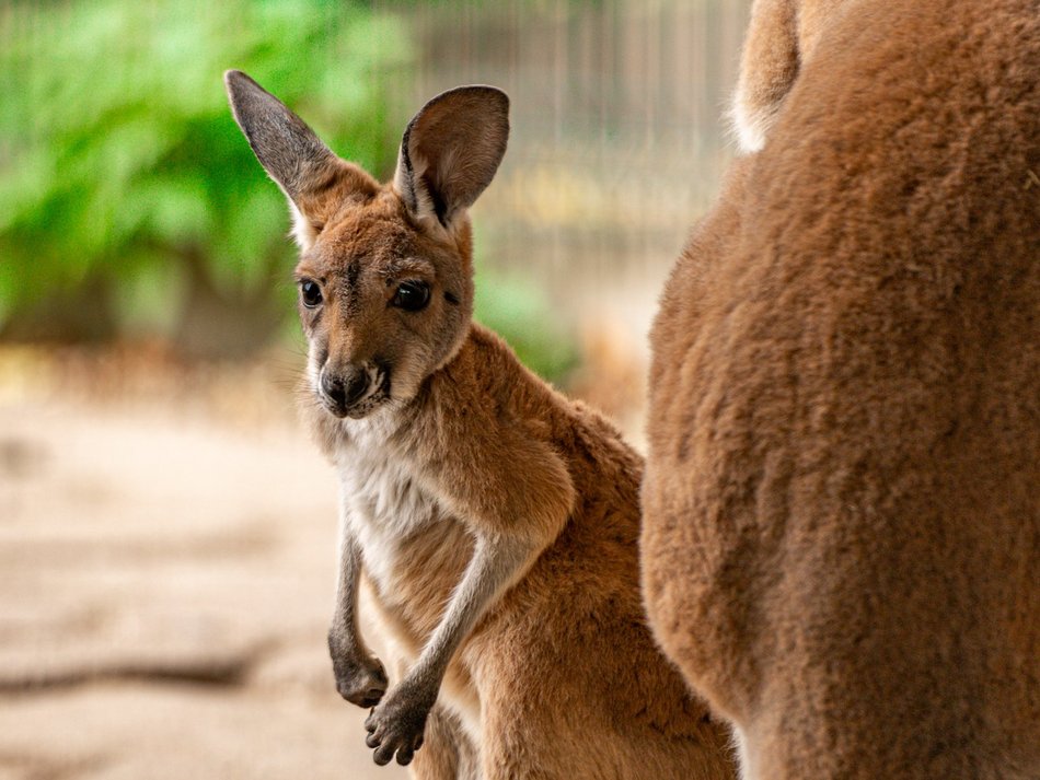 Nowe zwierzaki w Orientarium Zoo Łódź! Witamy kangury i wyderki orientalne
