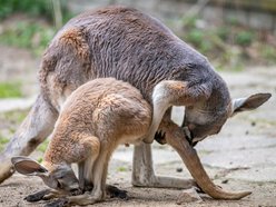 Nowe zwierzaki w Orientarium Zoo Łódź! Witamy kangury i wyderki orientalne