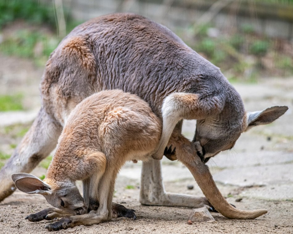 Nowe zwierzaki w Orientarium Zoo Łódź! Witamy kangury i wyderki orientalne
