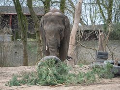 Nowy słoń trafi do Orientarium Zoo Łódź