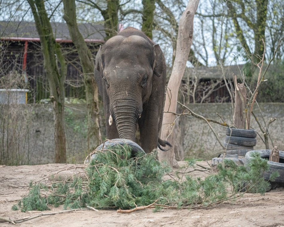 Nowy słoń trafi do Orientarium Zoo Łódź