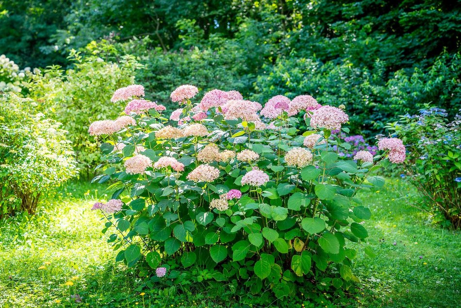 Łódź. Hortensje opanowały Ogród Botaniczny w Łodzi! To prawdziwa feeria barw