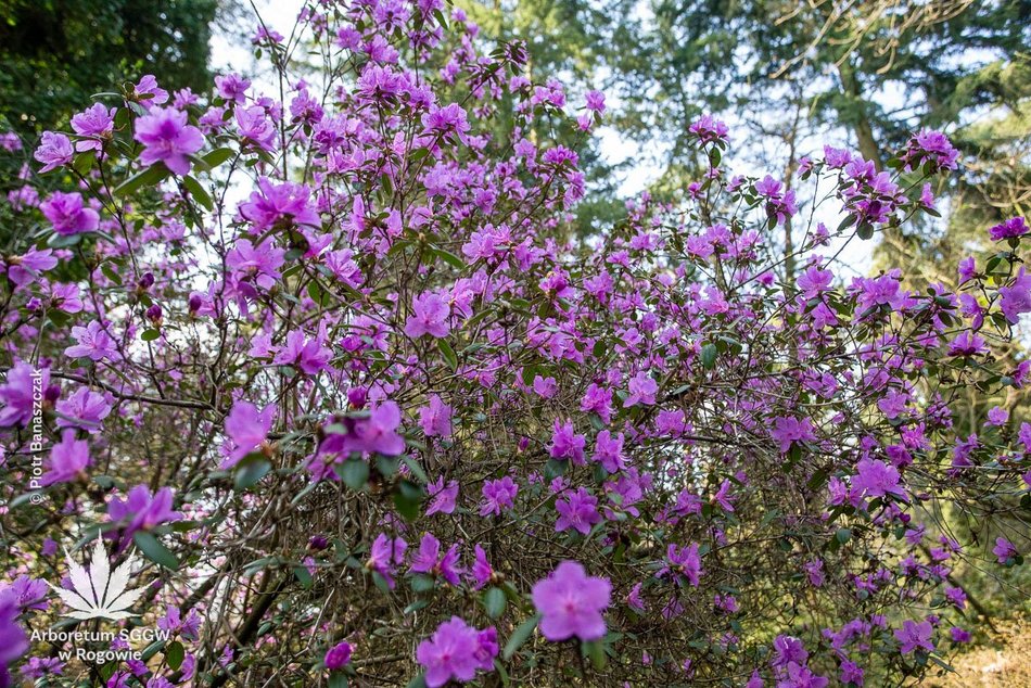 Łódź. Arboretum w Rogowie otwiera się na święta