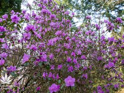 Łódź. Arboretum w Rogowie otwiera się na święta
