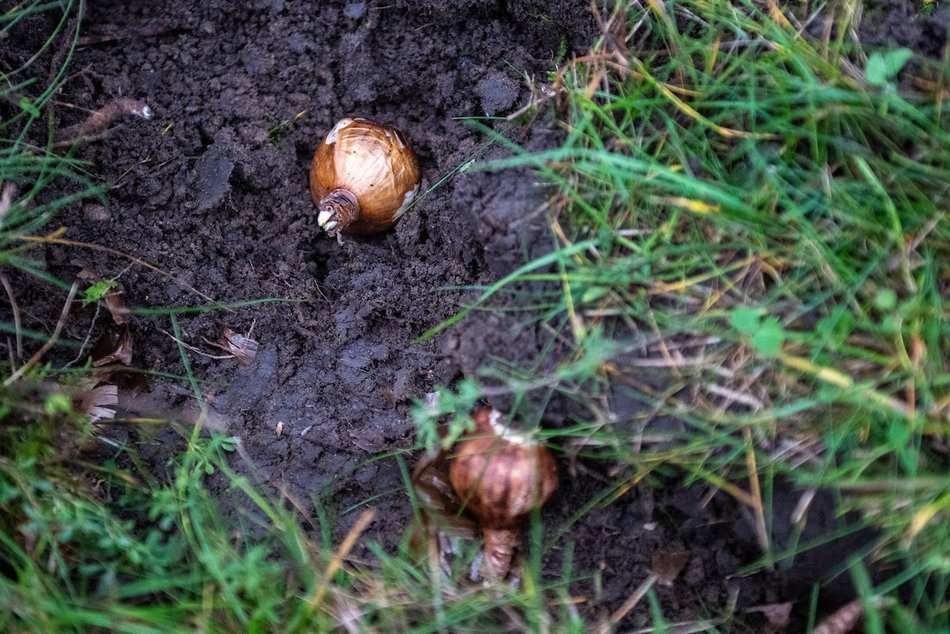 Łódź. Miasto rozkwitnie dzięki Budżetowi Obywatelskiemu Łódź