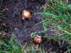 Łódź. Miasto rozkwitnie dzięki Budżetowi Obywatelskiemu Łódź