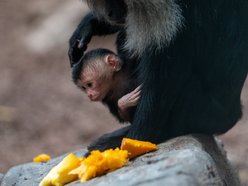 Łódź. Orientarium Zoo Łódź przeżywa prawdziwy baby boom