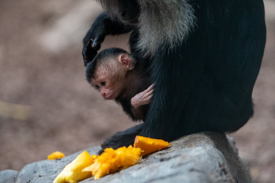 Łódź. Orientarium Zoo Łódź przeżywa prawdziwy baby boom