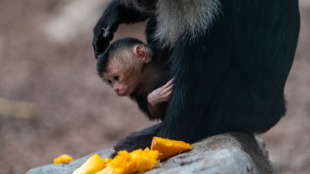 Orientarium Zoo Łódź przeżywa prawdziwy baby boom! Październik rekordowym miesiącem