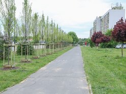 Łódź. Aż 100 nowych drzew na Olechowie w Łodzi! To Łodzianie wybrali lokalizację w plebiscycie