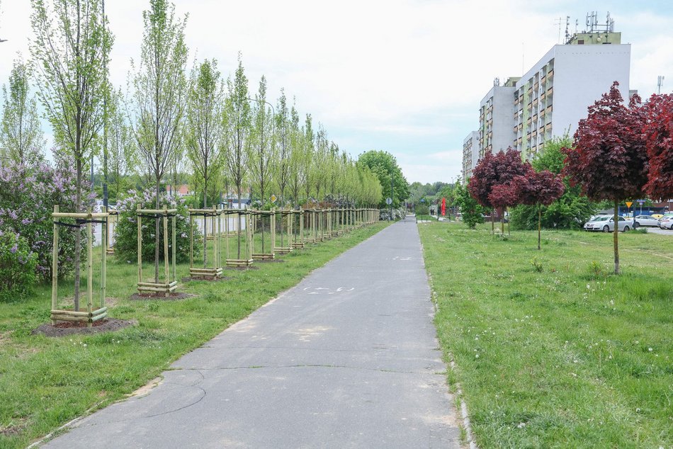 Łódź. Aż 100 nowych drzew na Olechowie w Łodzi! To Łodzianie wybrali lokalizację w plebiscycie