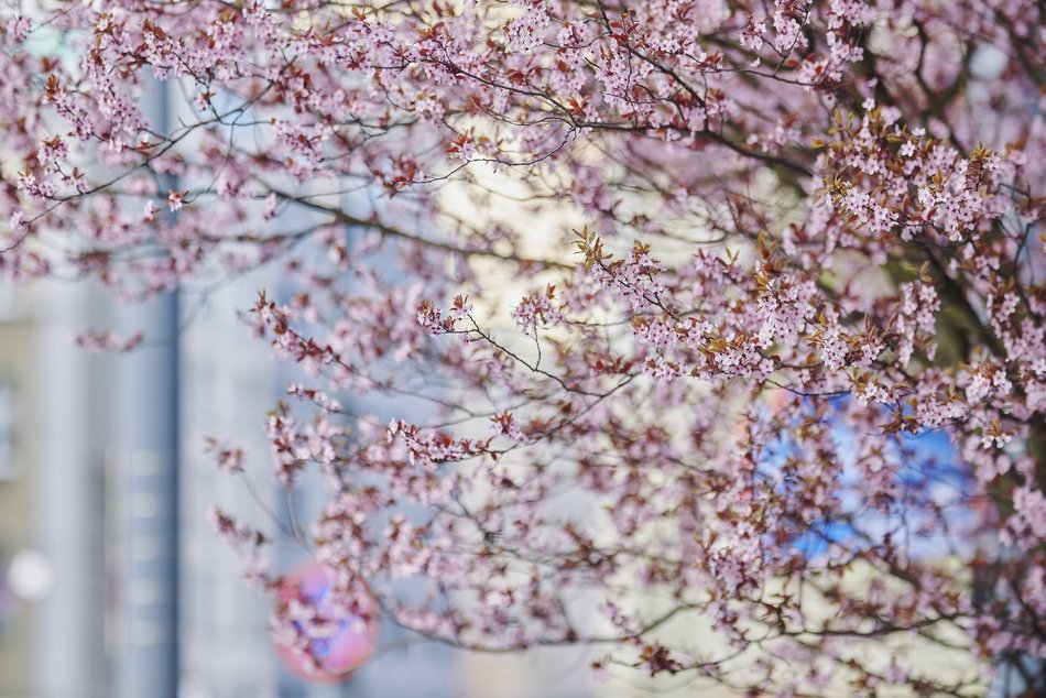 Łódź. Na skrzyżowaniu Kilińskiego i Narutowicza niczym w Japonii. Różowe drzewa przykuwają wzrok!