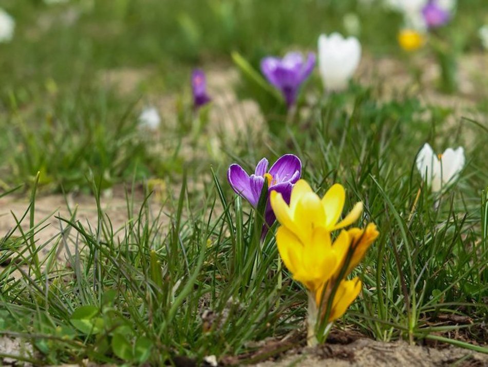 Łódź. Łódź tonie w kwiatach! Wielokolorowe kompozycje w całym mieście!