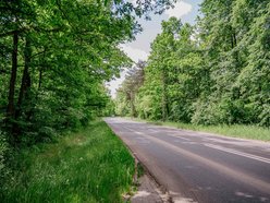 Łódź. Nowe inwestycje w Łagiewnikach. Ścieżka w koronie drzew, wieża widokowa, kładki i więcej