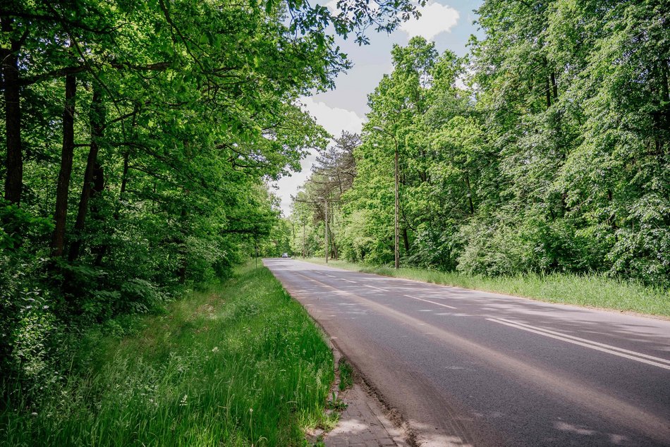 Łódź. Nowe inwestycje w Łagiewnikach. Ścieżka w koronie drzew, wieża widokowa, kładki i więcej