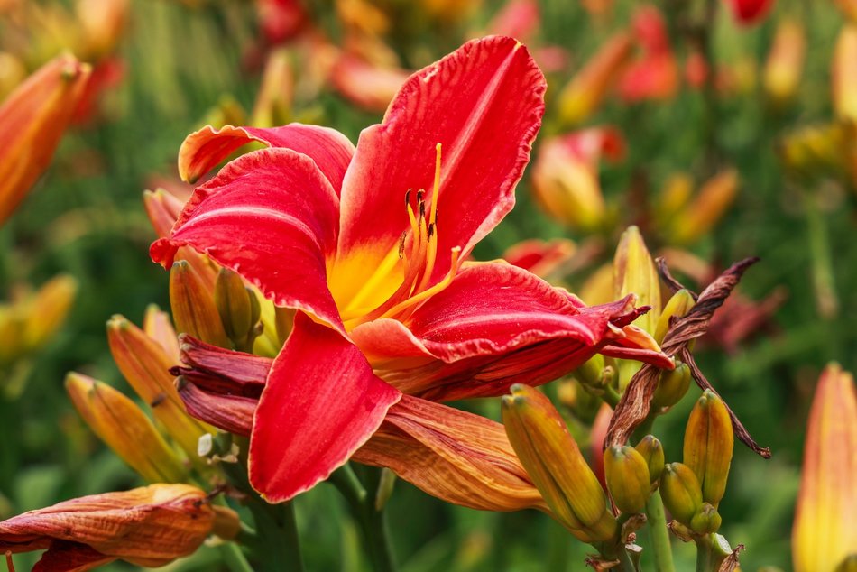 Łódź. Liliowce zachwycają w Ogrodzie Botanicznym w Łodzi. Widok zapierający dech!