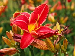 Łódź. Liliowce zachwycają w Ogrodzie Botanicznym w Łodzi. Widok zapierający dech!