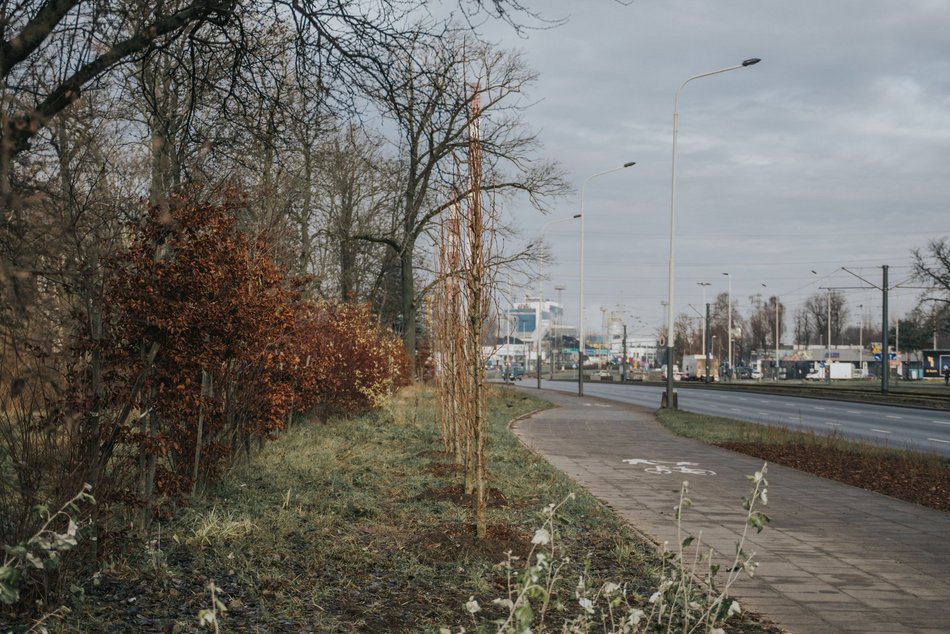 Łódź. Nasadzenia na al. Włókniarzy w Łodzi