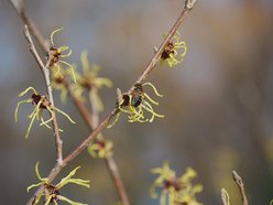 Łódź. Ogród Botaniczny w Łodzi