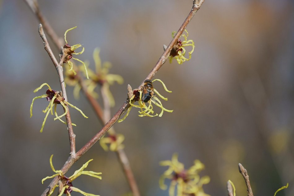 Łódź. Ogród Botaniczny w Łodzi