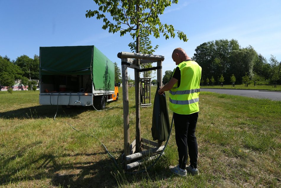 Łódź. Walka z suszą w Łodzi. Miasto intensywnie podlewa młodą zieleń