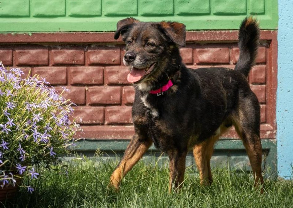 Skubi czeka w schronisku w Łodzi na dobrych właścicieli. Może to ty?