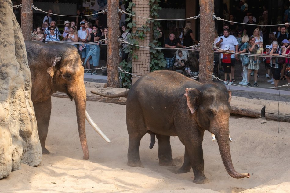 Łódź. Dzień Słonia w Orientarium Zoo Łódź. Tłumy łodzian i mnóstwo dobrej zabawy
