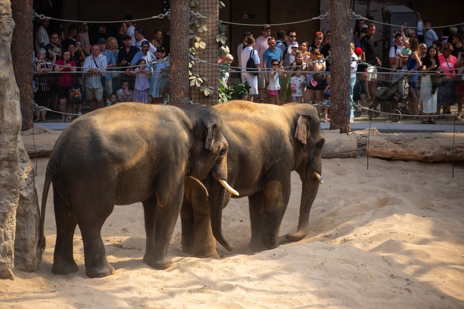 Łódź. Dzień Słonia w Orientarium Zoo Łódź. Tłumy łodzian i mnóstwo dobrej zabawy