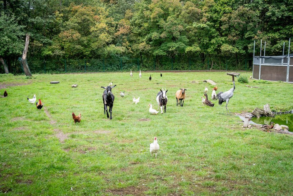 Łódź. Ośrodek Rehabilitacji Dzikich Zwierząt pomaga kolejnym podopiecznym
