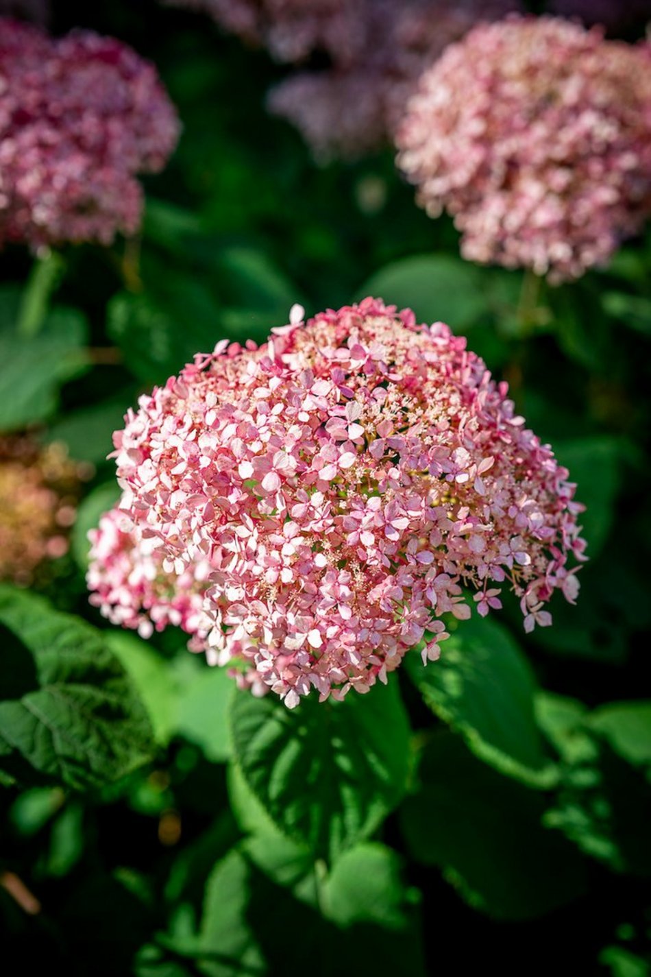 Łódź. Hortensje opanowały Ogród Botaniczny w Łodzi! To prawdziwa feeria barw