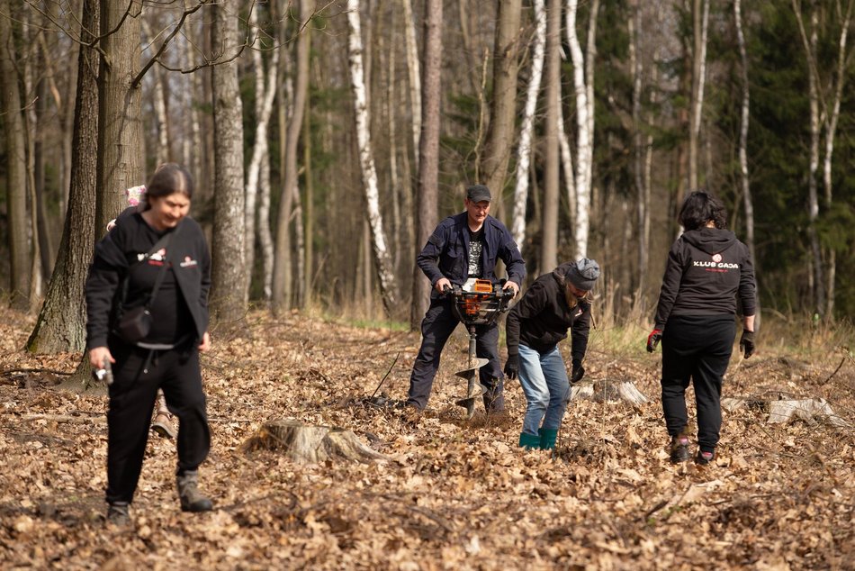 Drzewa posadzono w Lesie Łagiewnickim