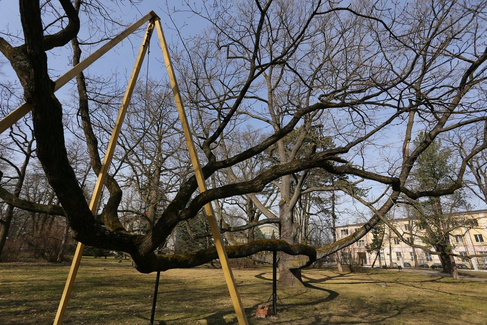 Дуб Фабрикант з Лодзі – Європейське Дерево Року