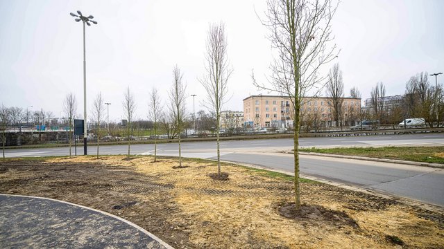 Nowe drzewa na Bandurskiego w Łodzi. To początek zielonej rewolucji w tej okolicy