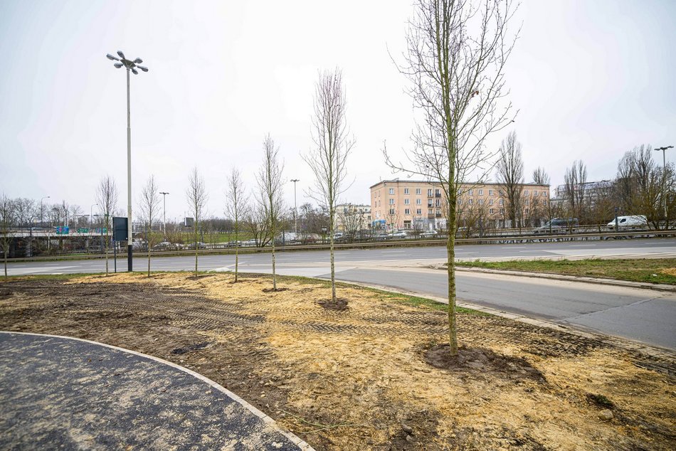 Łódź. Nowe drzewa na Bandurskiego w Łodzi. To początek zielonej rewolucji w tej okolicy