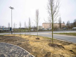 Łódź. Nowe drzewa na Bandurskiego w Łodzi. To początek zielonej rewolucji w tej okolicy