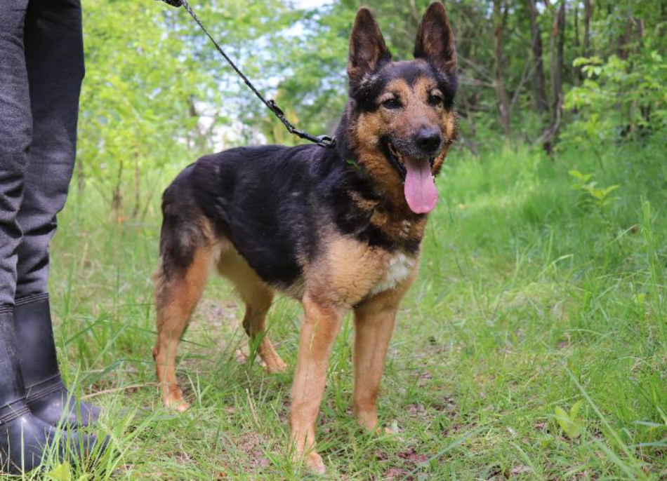 Łódź. Pies Lila ze schroniska w Łodzi