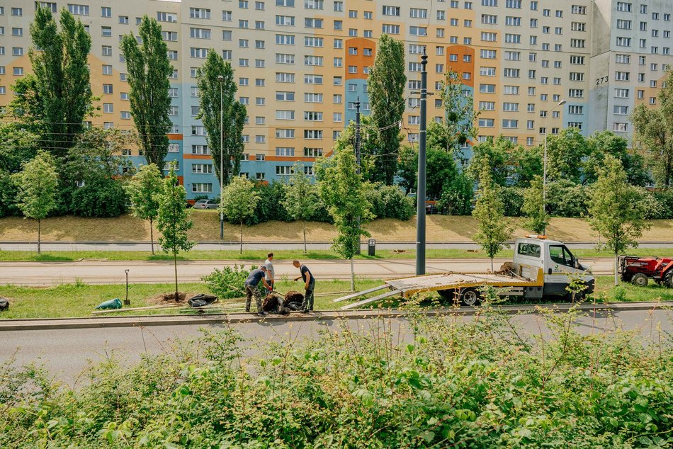 Nowe drzewa przy Wyszyńskiego w Łodzi. Lato na Retkini będzie jeszcze bardziej zielone