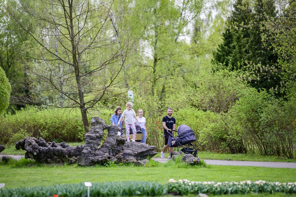 Morze tulipanów w Ogrodzie Botanicznym w Łodzi. Nie możesz tego przegapić