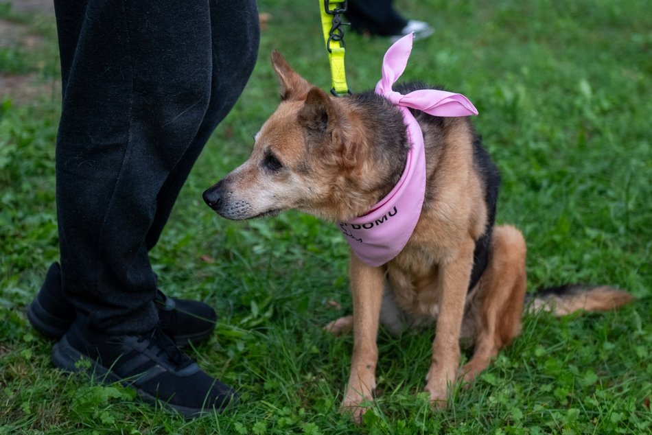 Łódź. Ostatni Psia Polówka w Łodzi za nami. Nic słodszego dziś nie zobaczysz!