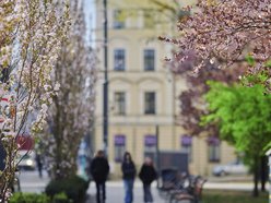 Łódź. Zobacz, jak skwer przy Kilińskiego i Rewolucji w Łodzi mieni się wszystkimi kolorami wiosny