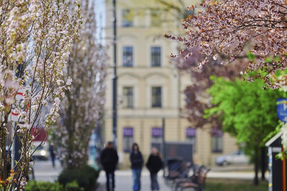 Łódź. Zobacz, jak skwer przy Kilińskiego i Rewolucji w Łodzi mieni się wszystkimi kolorami wiosny