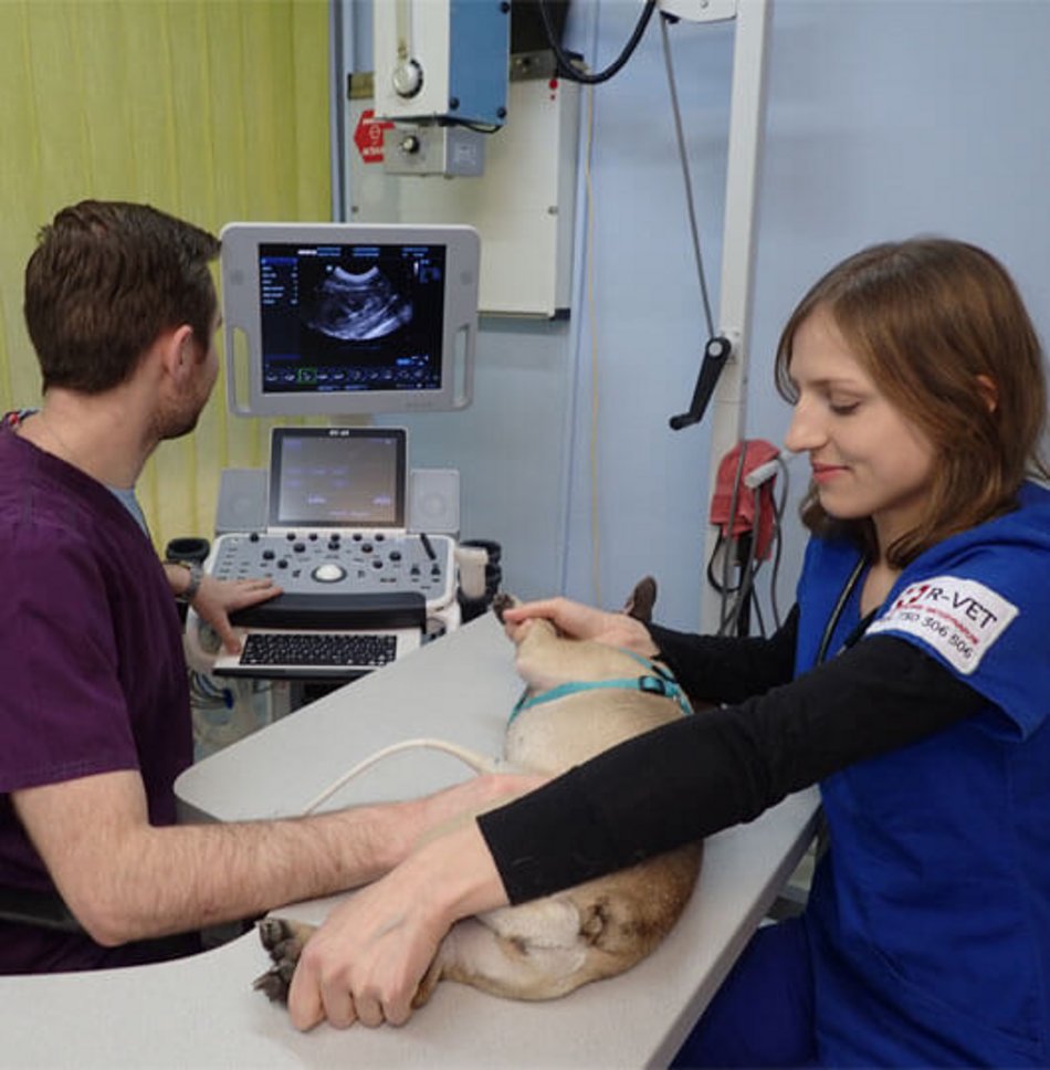 Łódź. Najlepsi weterynarze